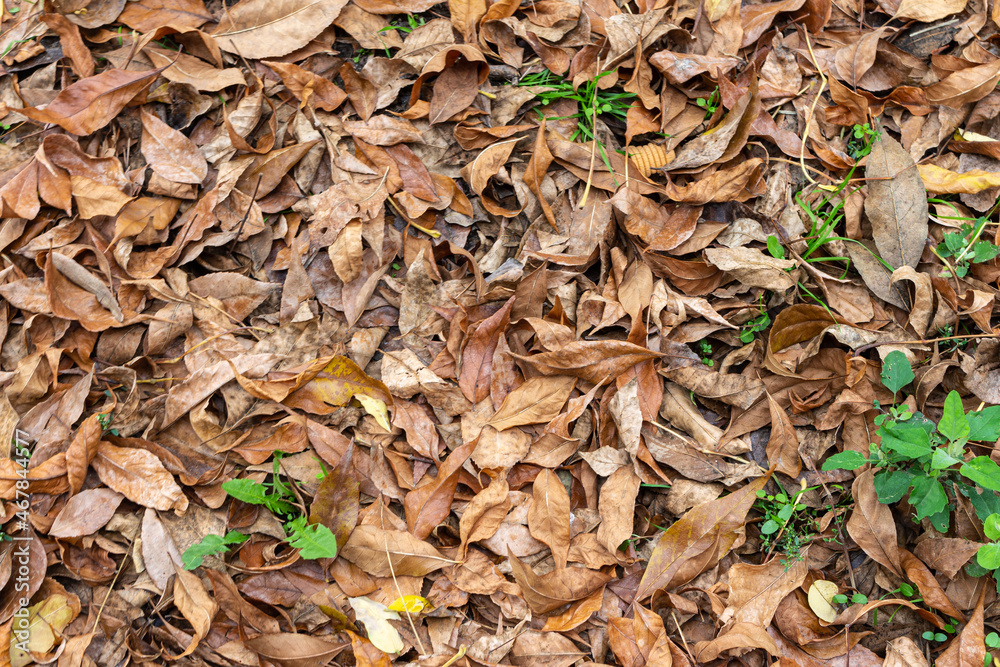 Dry colorful leaves on ground in autumn