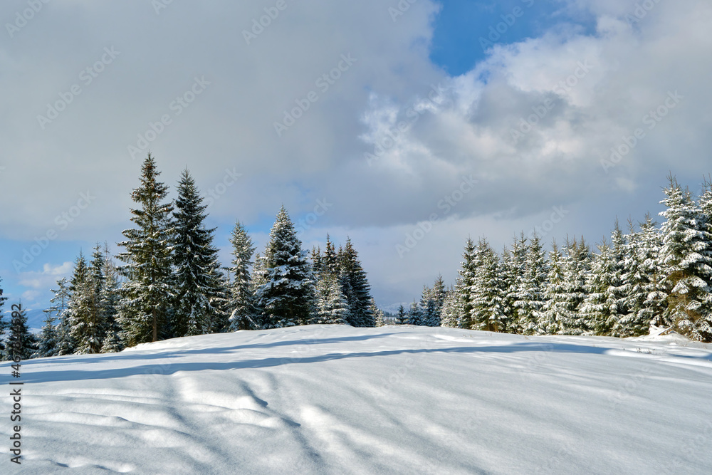 Fototapeta premium Pine trees covered with fresh fallen snow in winter mountain forest on cold bright day