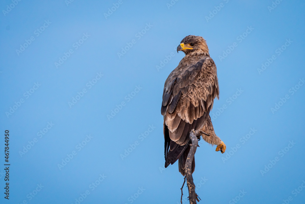 Steppe eagle or Aquila nipalensis portrait in natural blue sky background Steppe eagle or Aquila nipalensis portrait in natural blue sky background
