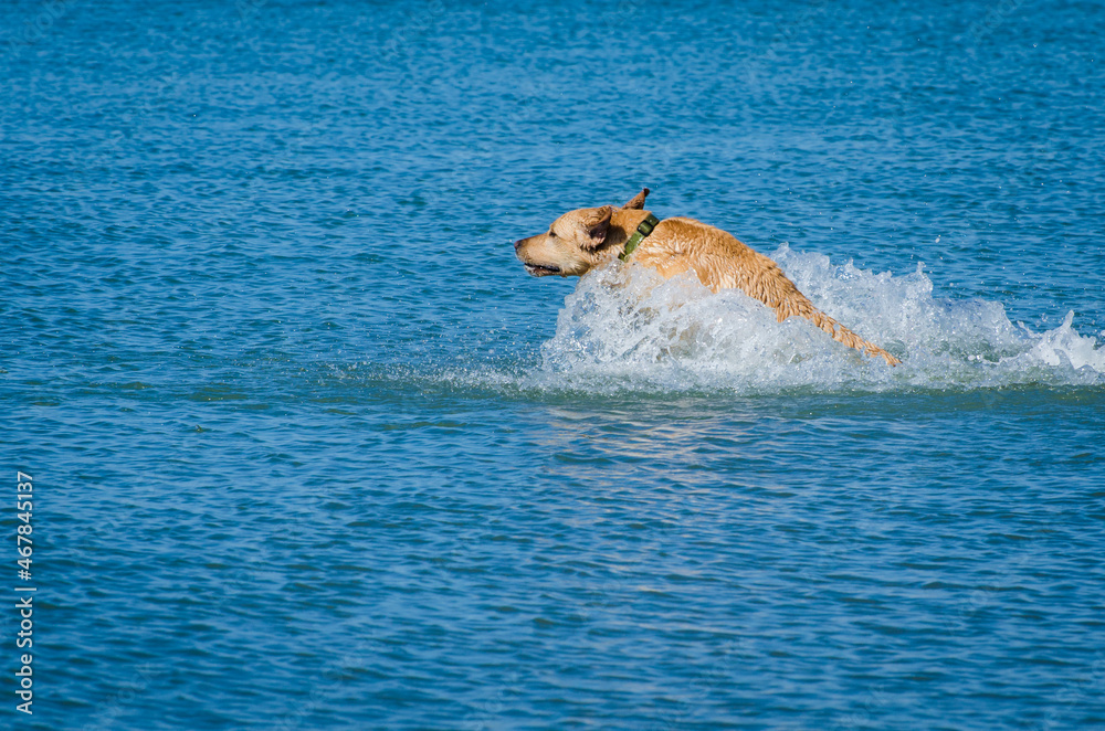 Un cane Labrador corre a riprendere il bastone lanciato dal suo padrone nel mare