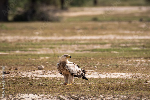 Tawny eagle or Aquila rapax on ground in open field at tal chhapar sanctuary rajasthan India photo