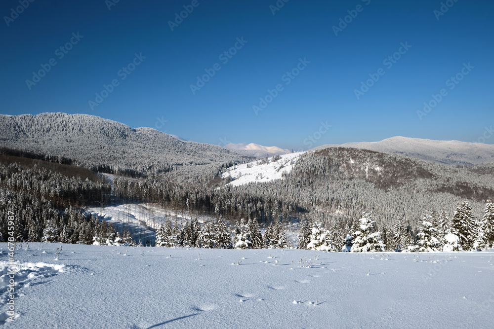 Winter landscape with spruse trees of snow covered forest in cold mountains