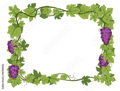 Rectangular Frame. Vine with foliage and bunches of grapes. Viticulture and farming. Branches with berries on a dense bush. Young vineyard. Sweet autumn harvest. Isolated on white background. Vector.
