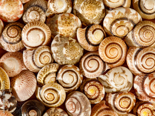 textured background of many round bright small seashells in sunny day close up. Macro, top view, flat lay, copy space