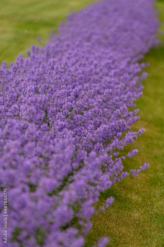 Fototapeta premium Purple flowers of lavender. Focused on one in the foreground. Close up.