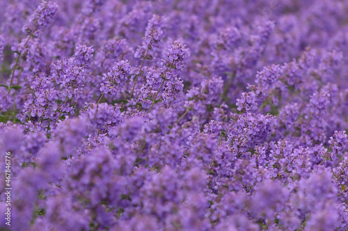 Purple flowers of lavender. Focused on one in the foreground. Close up. texture