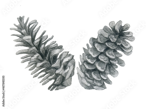 Pencil realistic illustration of two fir cones. Christmas decoration elements isolated on white background