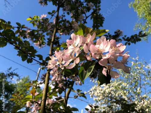 cherry blossoms in spring