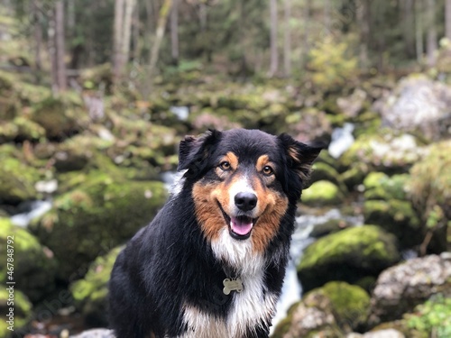 Australien Shepherd - australischer Hirtenhund photo