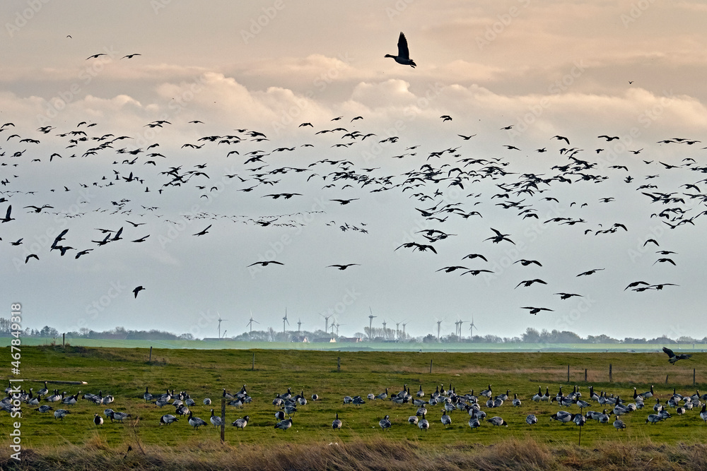 Weißwangengänse / Nonnengänse ( Branta leucopsis ) am Kutterhafen von Spieka-Neufeld an der Wurster Nordseeküste.