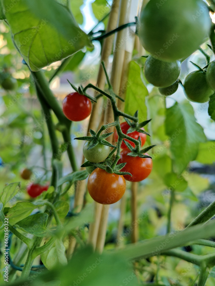 Young tomato plants with small cherry tomatoes
