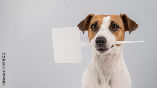 Jack Russell Terrier holds a sign in his mouth on a white background. The dog is holding a mock ad. © Михаил Решетников