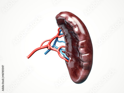 Anatomically accurate 3d illustration of human internal organ spleen with blood vessels artery and veins isolated on white photo