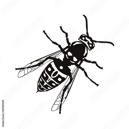 The wasp icon. Black silhouette of a wasp. A stinging hymenopteran insect. Vector illustration isolated on a white background for design and web.