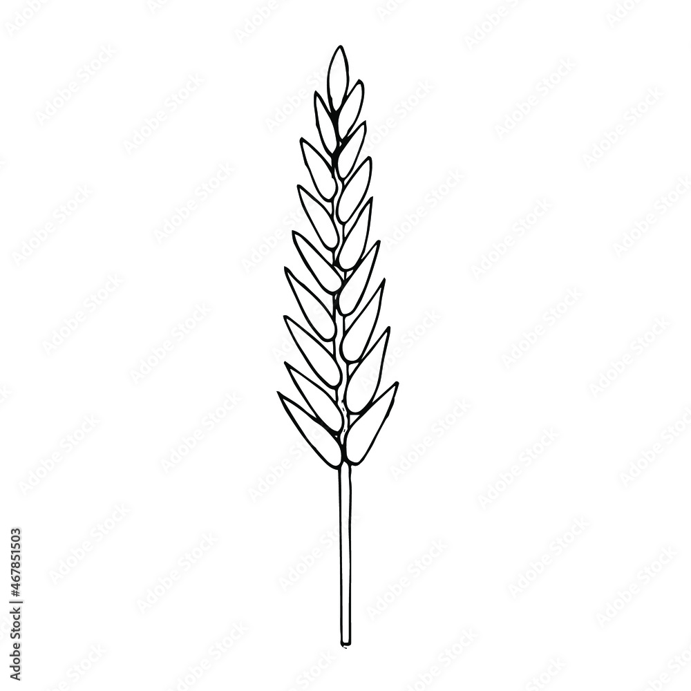 Wheat vector illustration, hand drawing sketch