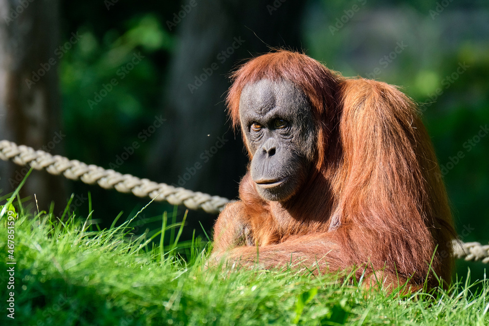 Obraz premium Sumatra-Orang-Utan ( Pongo abelii ).