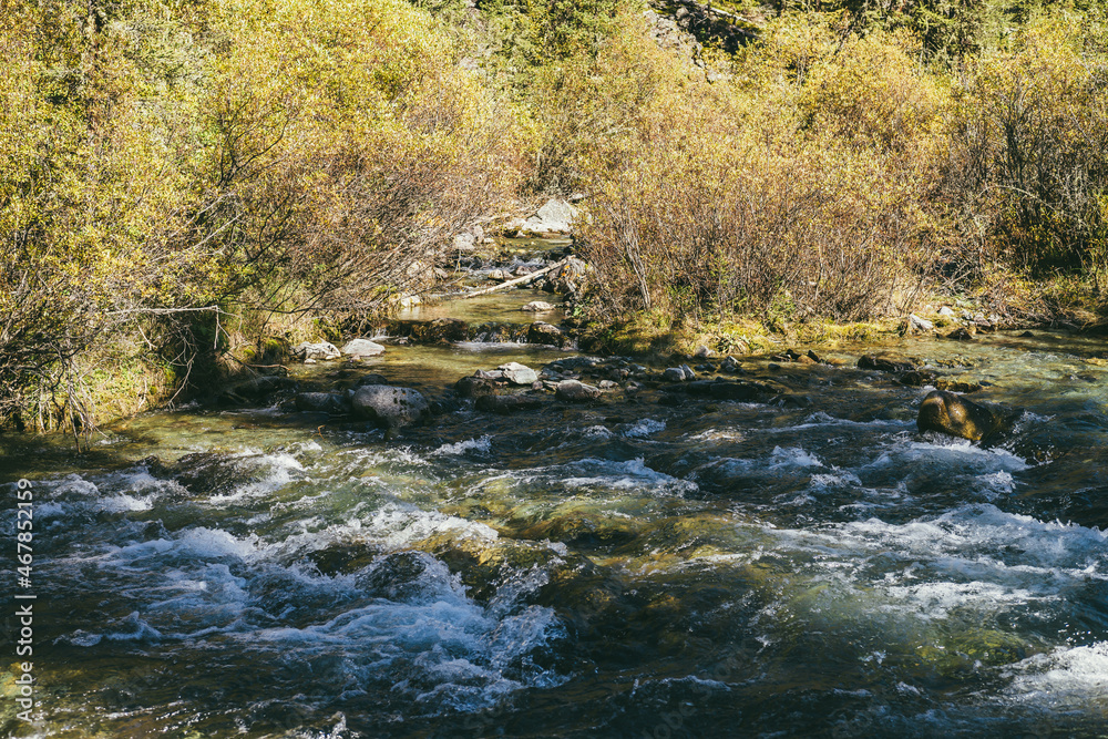Scenic alpine landscape with mountain river in wild autumn forest in sunshine. Vivid autumn scenery with beautiful river among trees and thickets in sunny day. Mountain brook in woods in fall time. Scenic alpine landscape with mountain river in wild autumn forest in sunshine. Vivid autumn scenery with beautiful river among trees and thickets in sunny day. Mountain brook in woods in fall time.