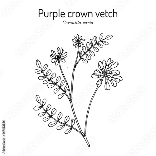 Crownvetch, or purple crown vetch securigera, or coronilla varia , state plant of Pennsylvania