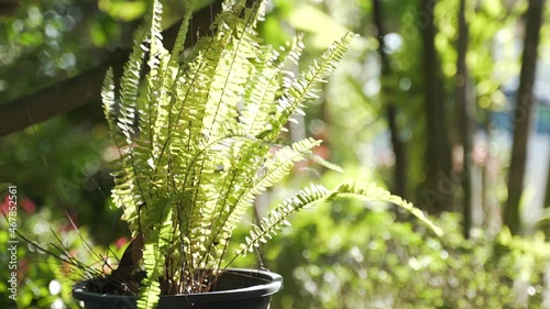 Boston or sword fern, Nephrolepis Exaltata in plant pot at garden photo