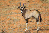 Gemsbok or oryx grazing near a waterhole in the Kalahari desert in South Africa