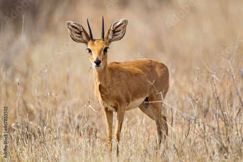 Steen buck walks through the long grass in the Kalahari desert, South Africa