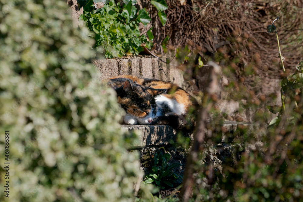 Cat sleeping in the shadows Cat sleeping in the shadows