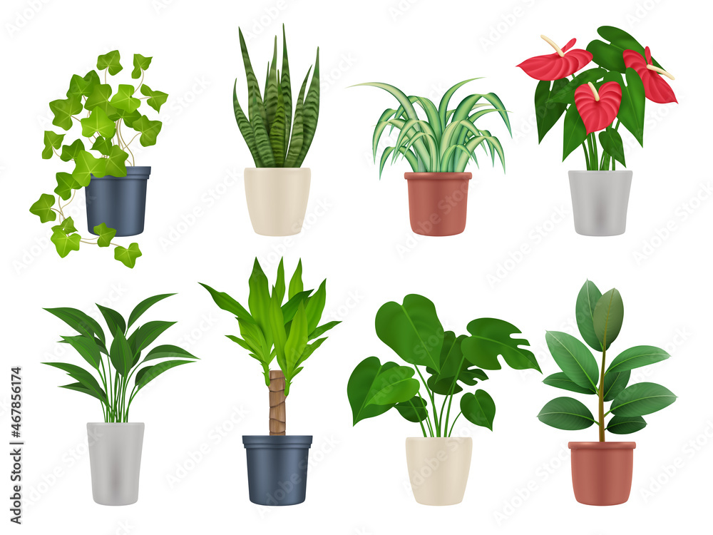 Home plants. Botanical collection interior decoration garden flowers with beautiful leaves decent vector realistic plants in pots