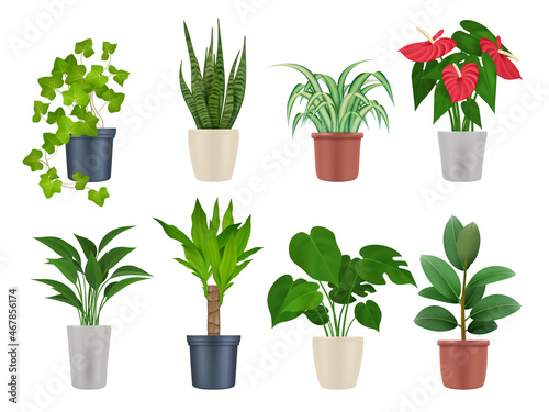 Home plants. Botanical collection interior decoration garden flowers with beautiful leaves decent vector realistic plants in pots