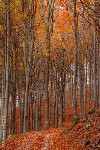 Red forest in autumn at Colle del Melogno in Liguria, Italy. Foliage.