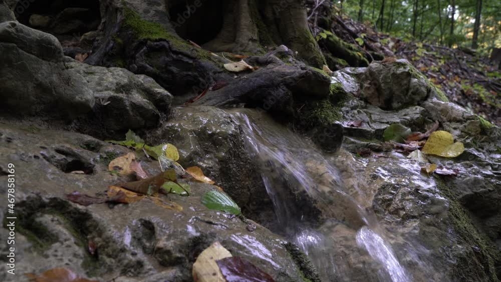 A beautiful mountain stream. A stream of water flows in the forest between the roots of the tree A beautiful mountain stream. A stream of water flows in the forest between the roots of the tree