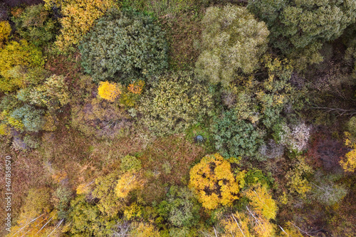 Aerial view of autumn forest landscape with top trees yellow foliage