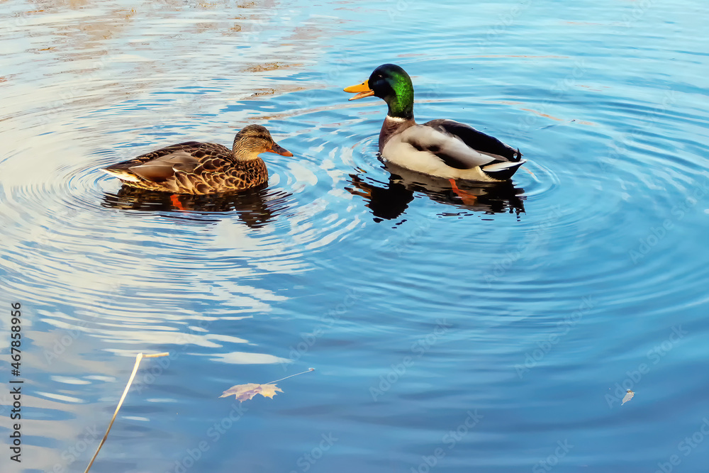A pair of ducks are flying in the river A pair of ducks are flying in the river