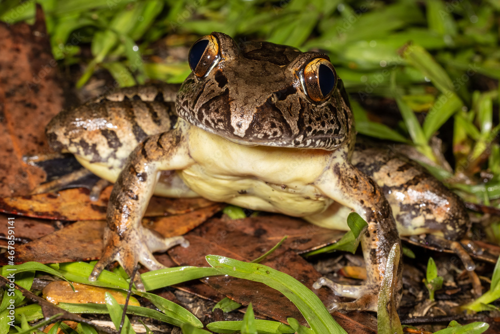 Fototapeta premium Australian Endangered Giant Barred Frog