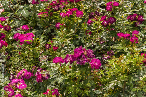 Wallpaper Mural Rose Diamond Eyes. Diverse, extensive botanical garden. The beauty magic of the roses blossoms. Selected sorts of exquisite roses for parks, gardens, beds Torontodigital.ca