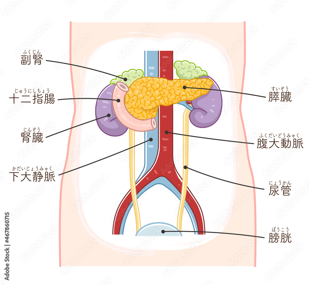 Vettoriale Stock 膵臓 十二指腸 腎臓 尿管 副腎 膀胱のイラスト テキスト付き Adobe Stock