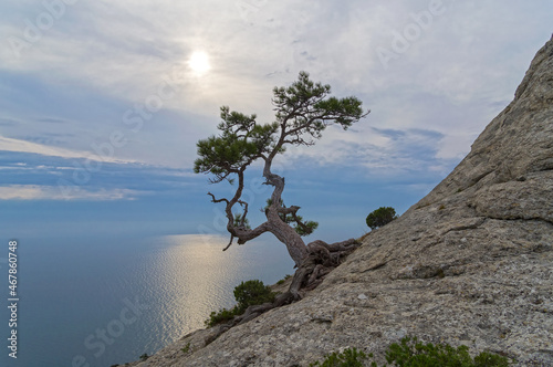 Lonely relict pine on a rock photo