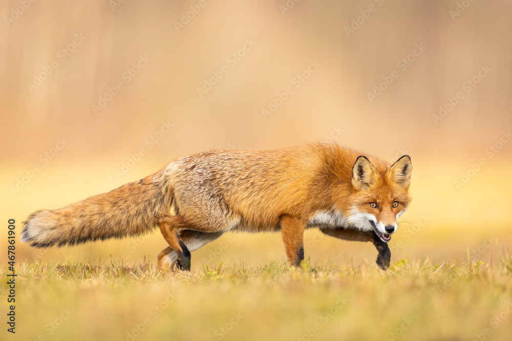 Mammals - European Red Fox (Vulpes vulpes) Mammals - European Red Fox (Vulpes vulpes)