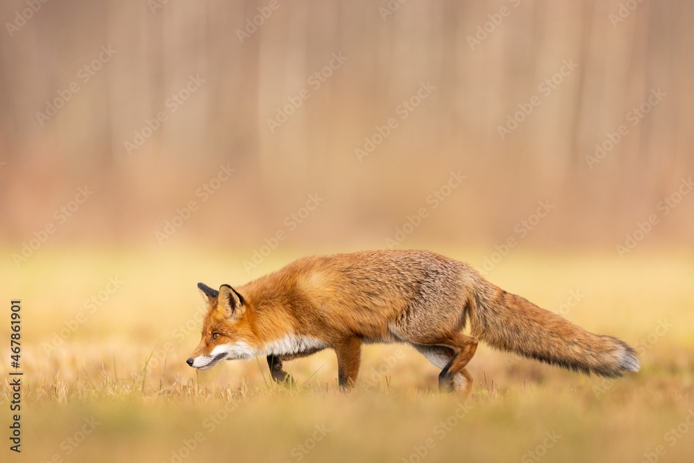 Mammals - European Red Fox (Vulpes vulpes) Mammals - European Red Fox (Vulpes vulpes)