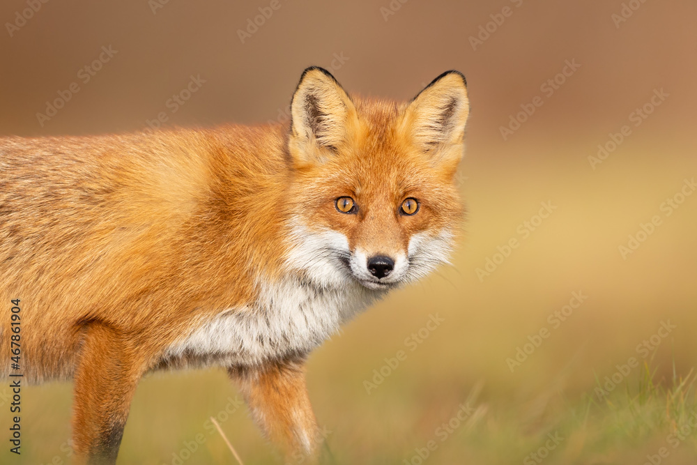 Fototapeta premium Mammals - European Red Fox (Vulpes vulpes)