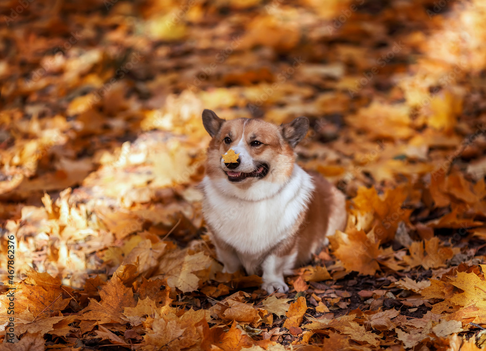 cute pembroke corgi dog puppy walks in the autumn garden among the fallen golden leaves cute pembroke corgi dog puppy walks in the autumn garden among the fallen golden leaves