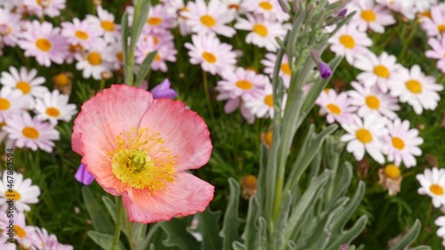 Pink soft daisy flower blossom  delicate marguerite. Natural botanical close up background. Wildflower bloom in spring morning garden or meadow  home gardening in California  USA. Springtime flora.