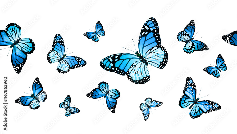 Color monarch butterfly , isolated on the white background Color monarch butterfly , isolated on the white background