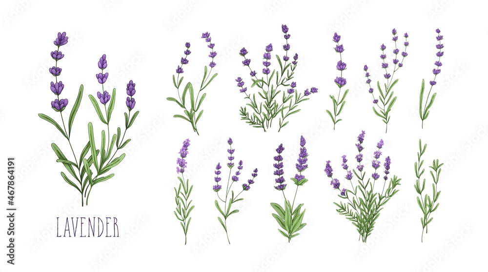 Lavender flowers set. Provence floral herbs with purple blooms. Botanical drawing of French field Lavandula. Blossomed lavander. Colored hand-drawn vector illustration isolated on white background - obrazy, fototapety, plakaty 
