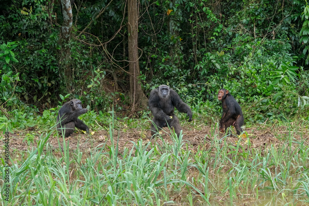 Fototapeta premium Des chimpanzés sur l'ile de Pongo au Cameroun
