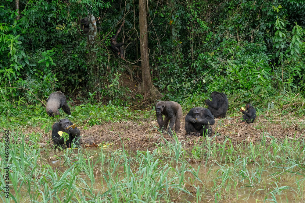 Des chimpanzés sur l'ile de Pongo au Cameroun Des chimpanzés sur l'ile de Pongo au Cameroun