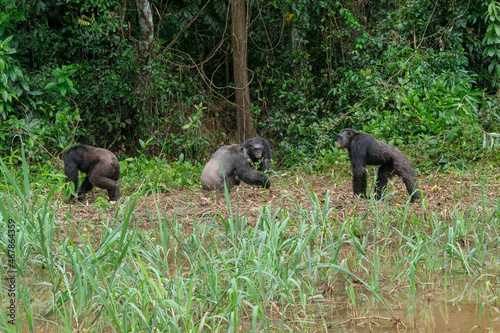 Des chimpanz  s sur l ile de Pongo au Cameroun