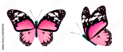 Wallpaper Mural Color monarch butterflies, isolated on the white background Torontodigital.ca
