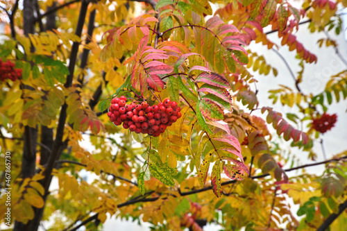 A bunch of ripe red mountain ash. Orange rowan berries. Multicolored rowan leaves in autumn