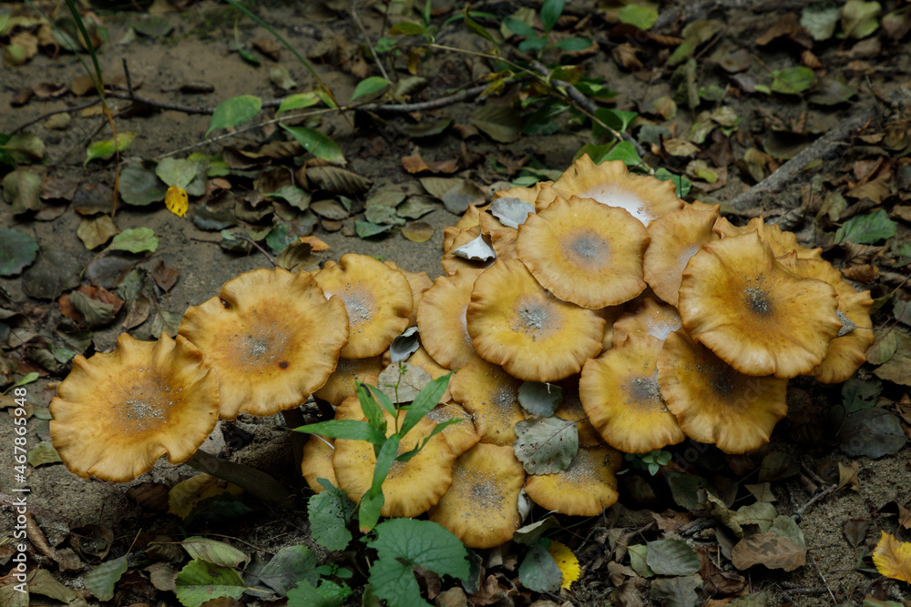 mushrooms in the wetland forest of İğneada, Turkey mushrooms in the wetland forest of İğneada, Turkey
