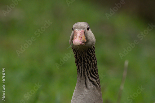 Greylag goose in the meadow © mathias.elle